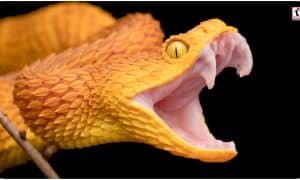 Snake Strike Speed