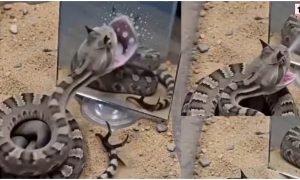 Snake Viral Video