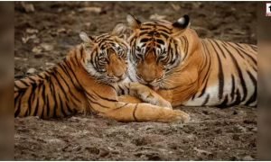 Sohagi Barwa Tigers