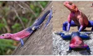 Spider Man Lizard