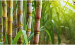 Sugarcane Red Rot