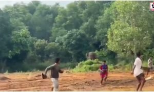 Surajpur Elephant Attack