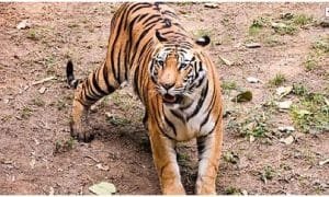 Tadoba tiger secrets