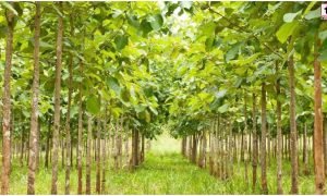 Teak Farming Subsidy