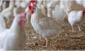 Telangana Chicken Crisis