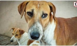 Telangana Dog Killing