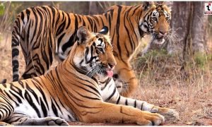 Tiger Protection