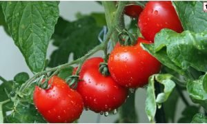 Tomato Farming Tips: