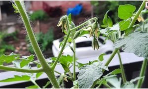 Tomato Farming