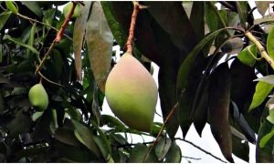 Totapuri Mango