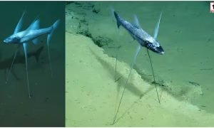 Tripod Fish