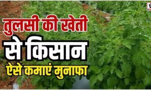 Tulsi Farming Tips