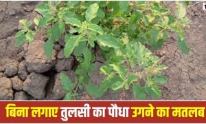 Tulsi Plant Vastu