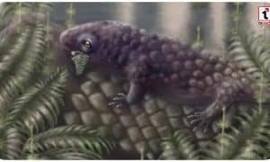 Tyrannoroter heberti