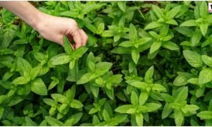 Van Tulsi Benefits