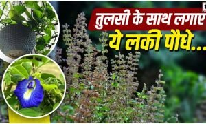 Vastu Tips