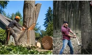 Vastu Tree Cutting Rules