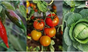 Vegetable Farming Subsidy