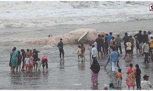 Veraval Whale