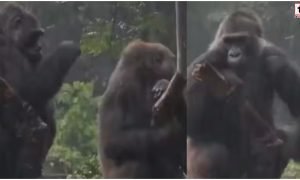 Viral Gorilla Video