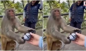 Viral Video