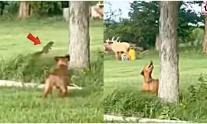 Viral Video