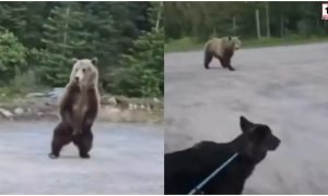 Viral Video