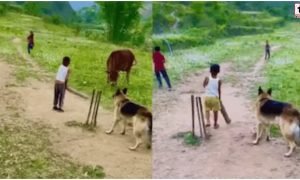 Viral Video: