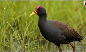Watercock Bird