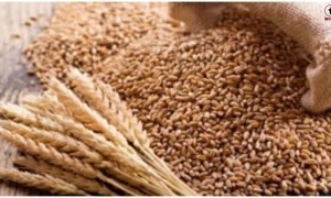 Wheat Export Ban