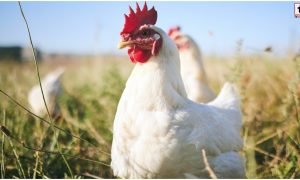 White Leghorn