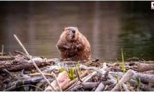 Wildlife Engineering