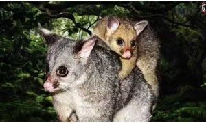 Wildlife News