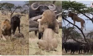 Wildlife Viral Video: